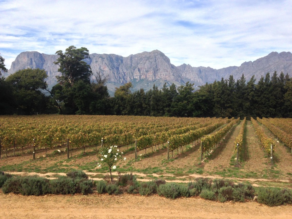 Stellenbosch, Cape Winelands