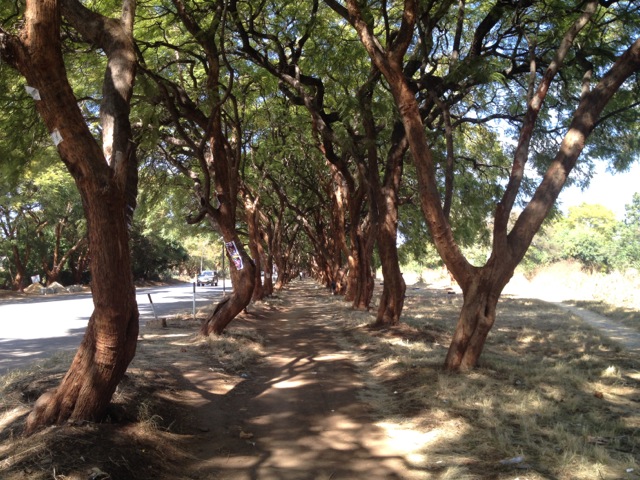 harare-trees