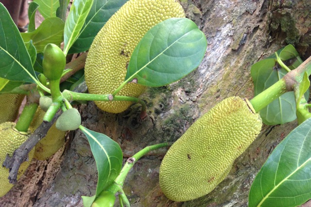 Jackfruit | www.nonbillablehours.com