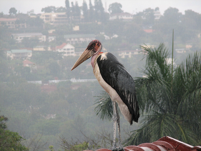 Marabou stork