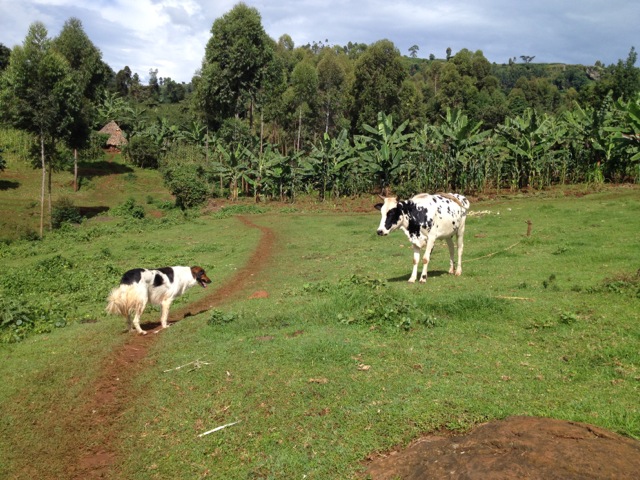 Dog, Sipi Falls, Uganda