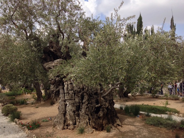 Garden of Gethsemane, Jerusalem, Israel - www.nonbillablehours.com