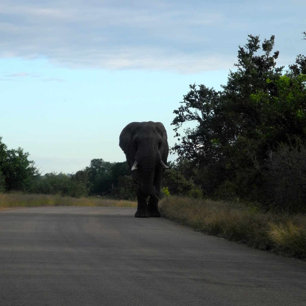 This elephant means business