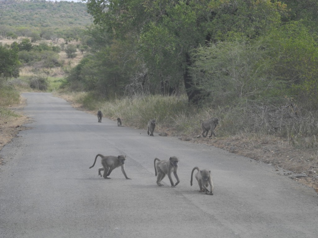 Swarm of tiny baboons