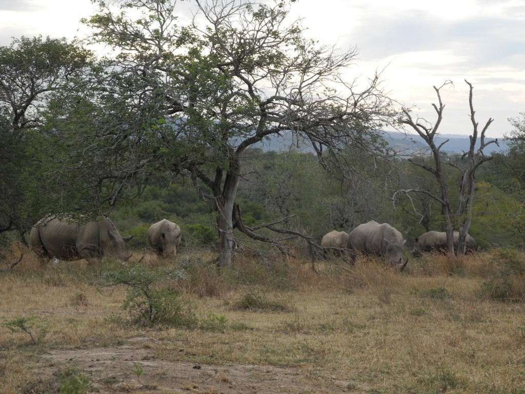 Huge group of rhinos
