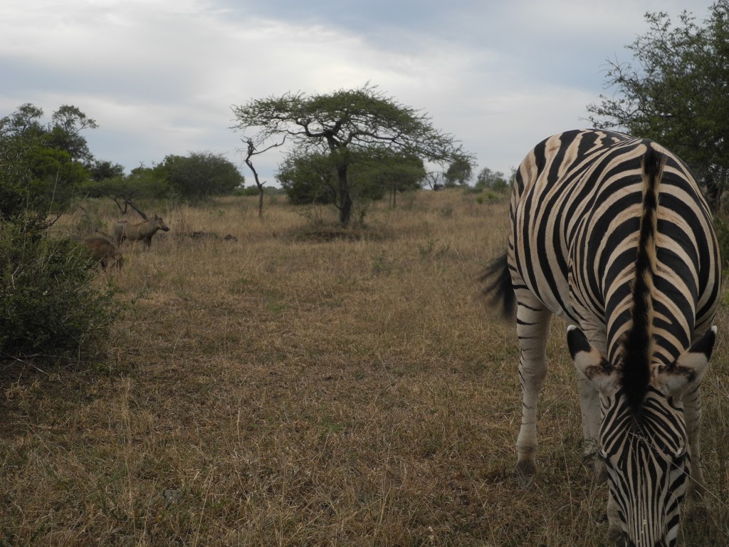 Zebra & warthog friend