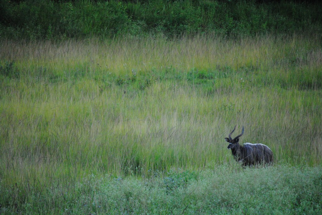 Male nyala spotted in the grass