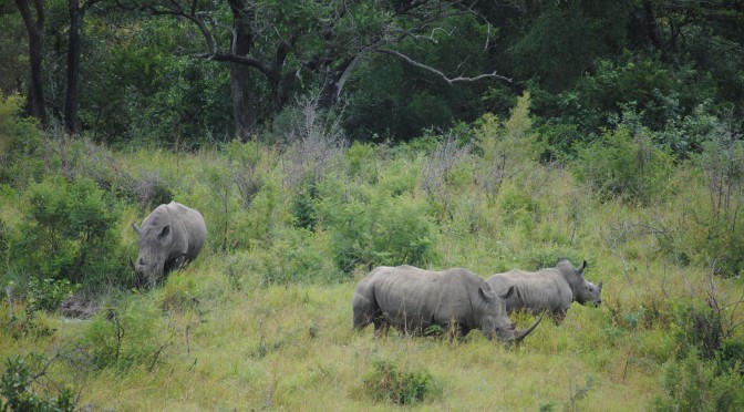 Tracking the Elusive Animals at Hluhluwe-Imfolozi Park