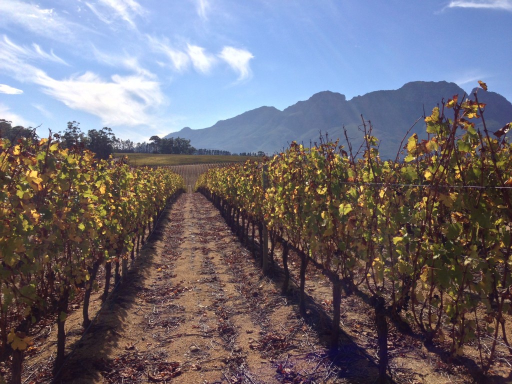 Glenelly, Stellenbosch, Cape Winelands