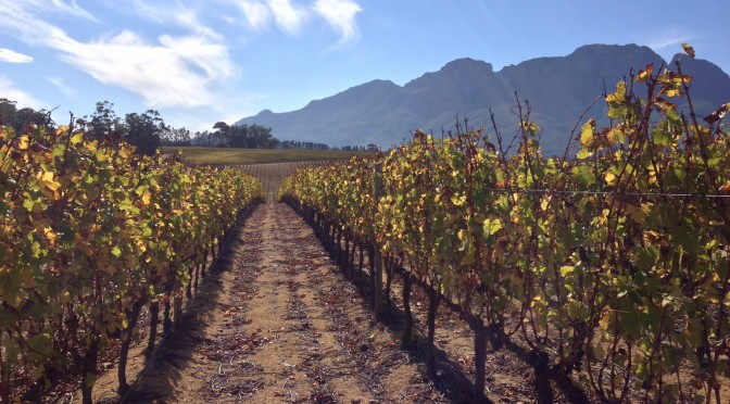 Tasting the Cape Winelands