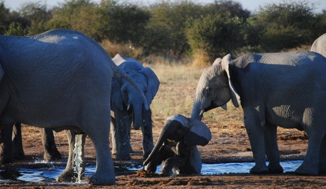 Etosha National Park: Lions and Elephants and Rhinos, Oh My!