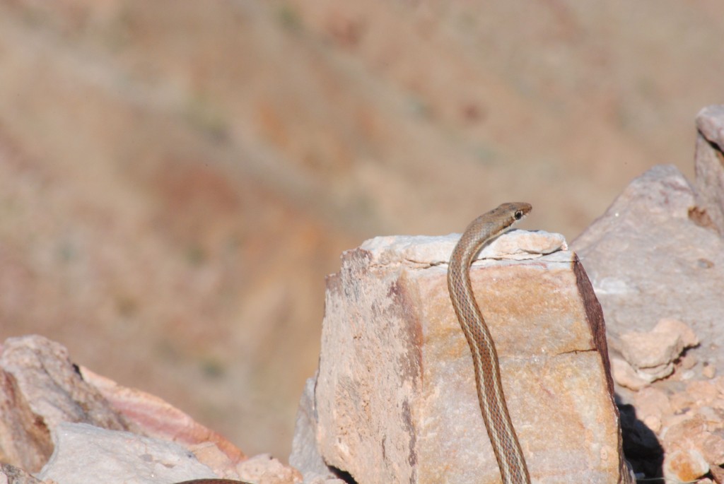 Snake at the Fish River Canyon, Namibia
