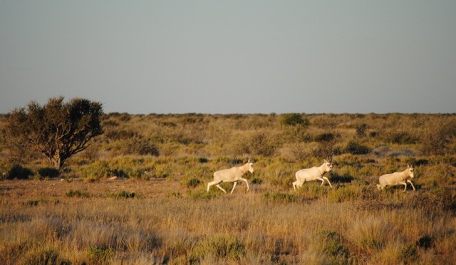 Glamping in Namibia (Or, What Kind of Camping Trip Did We Sign Up For?)