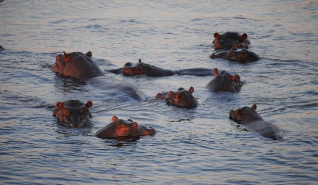 Do You Want Them to Get Killed by the Elephant?: An Abundance of Animals in Chobe National Park