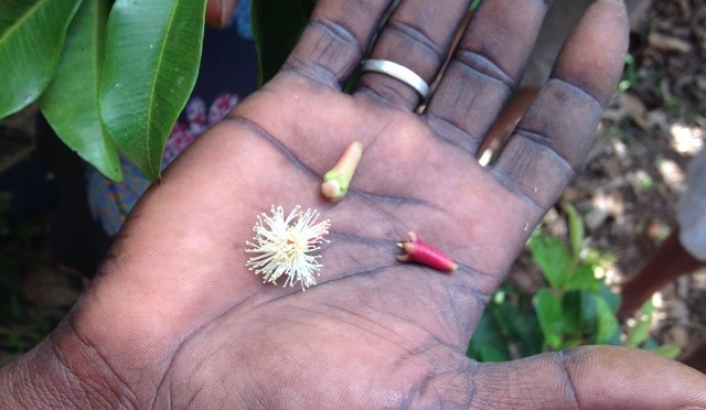 Taking a Spice Tour in Zanzibar (Or, That Time We Were Sort-Of Accidentally Kidnapped)