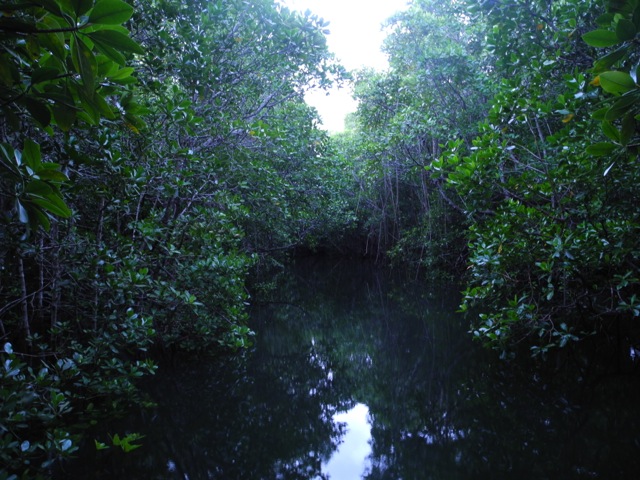 Mangrove swamp, Jozani National Park, Zanzibar