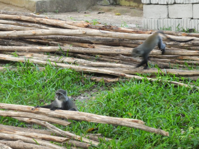 Monkeys, Jozani National Park, Zanzibar