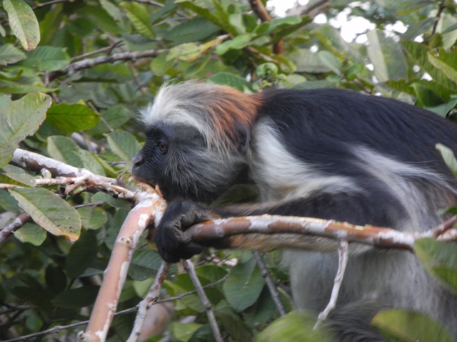 Red Colobus Monkey, Jozani National Park, Zanzibar
