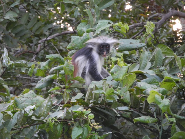 Red Colobus Monkey, Jozani National Park, Zanzibar