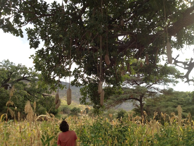Sausage Tree, Kondoa, Tanzania