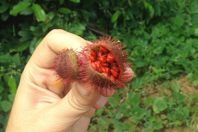 Achiote seeds for annato | www.nonbillablehours.com