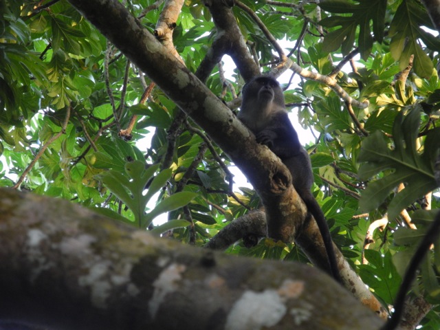 Monkey, Jozani National Park, Zanzibar