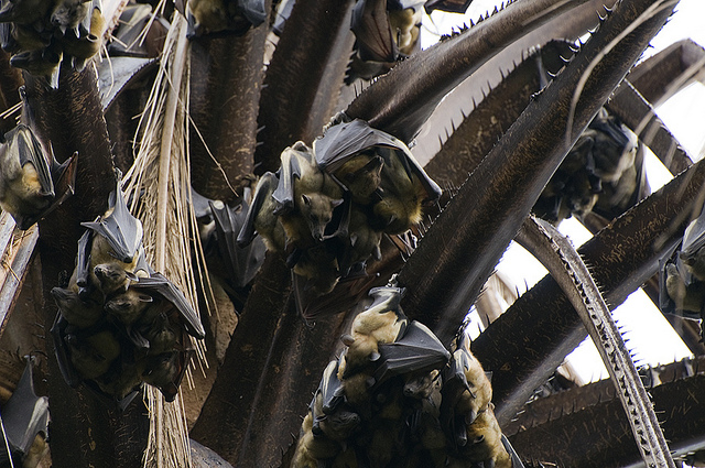 Fruit Bats