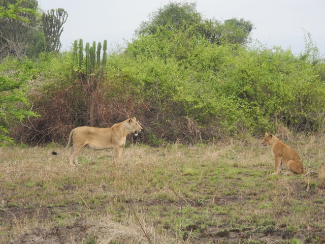 Lions, Queen Elizabeth National Park, Uganda