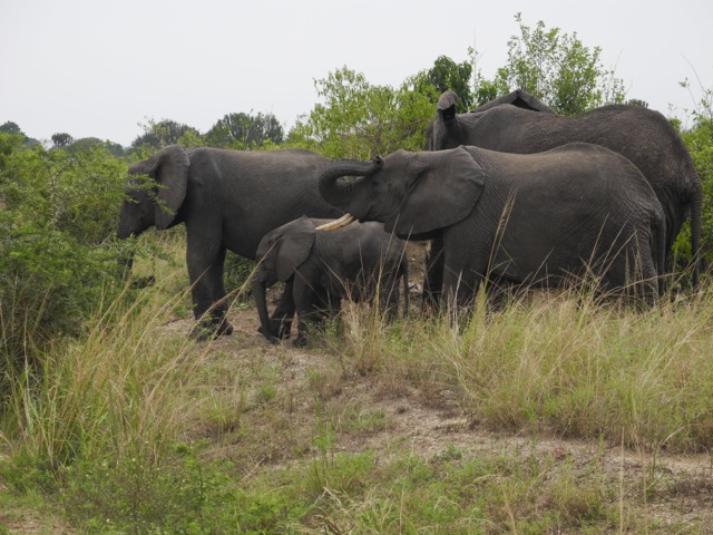 Elephants, Queen Elizabeth National Park, Uganda