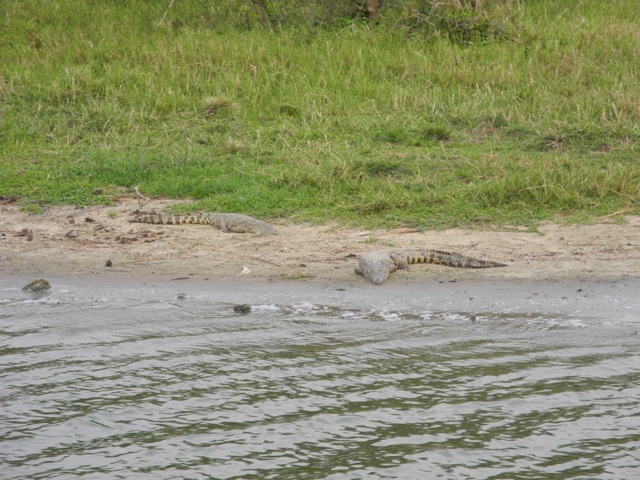 Crocodiles, Queen Elizabeth National Park, Uganda