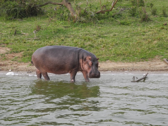 Hippo, Queen Elizabeth National Park, Uganda