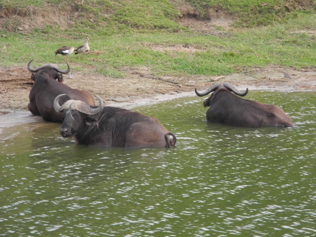 Buffaloes, Queen Elizabeth National Park, Uganda