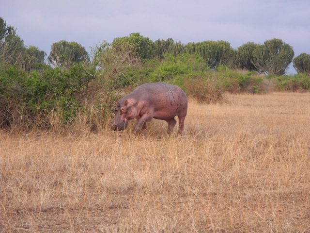 Hippo, Queen Elizabeth National Park, Uganda