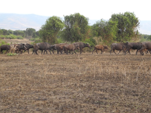 Buffaloes, Queen Elizabeth National Park, Uganda