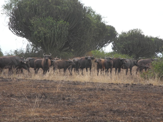 Buffaloes, Queen Elizabeth National Park, Uganda