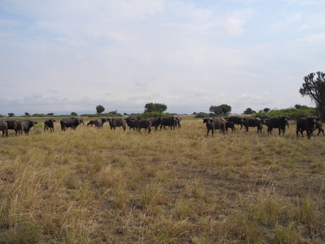 Buffaloes, Queen Elizabeth National Park, Uganda