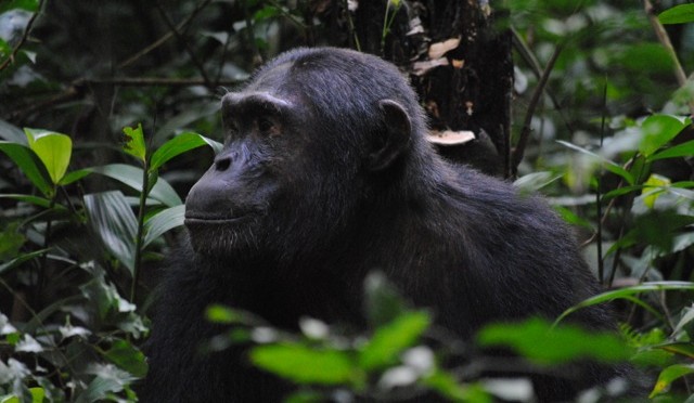 Don’t Move: Chimp Trekking in Kibale National Park (With a Bonus Trip to the Top of the World)