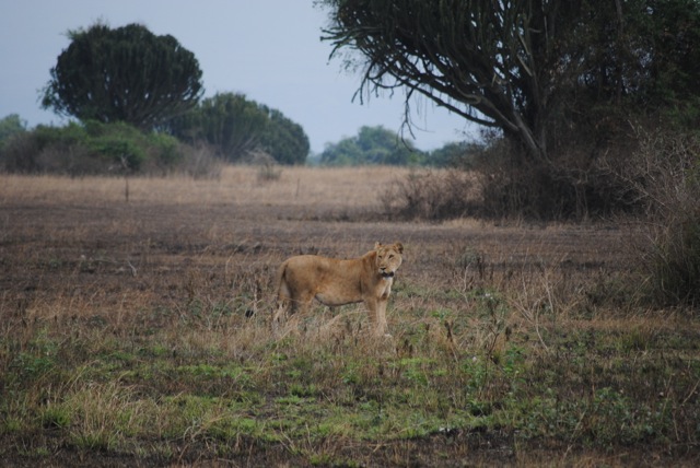 Lion, Queen Elizabeth National Park, Uganda