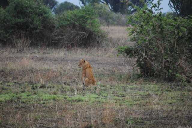 Lion, Queen Elizabeth National Park, Uganda