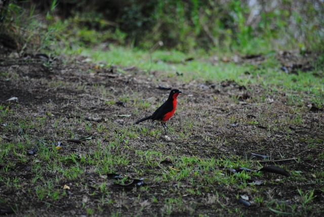 Northern Red Bishop, Queen Elizabeth National Park, Uganda