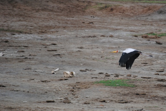Yellow-Billed Stork, Queen Elizabeth National Park, Uganda