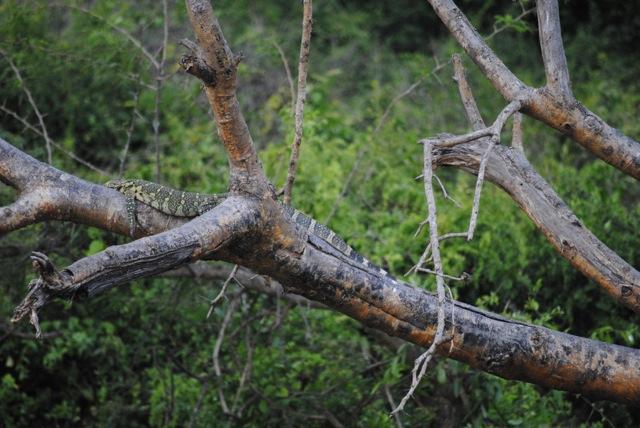 Monitor lizard, Queen Elizabeth National Park, Uganda