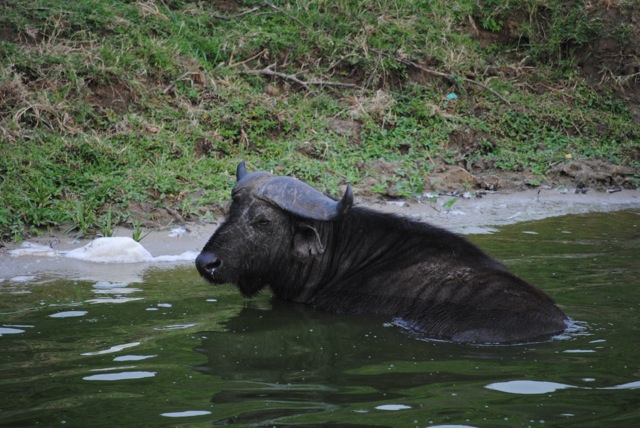 Buffalo, Queen Elizabeth National Park, Uganda