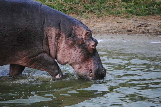 Hippo, Queen Elizabeth National Park, Uganda