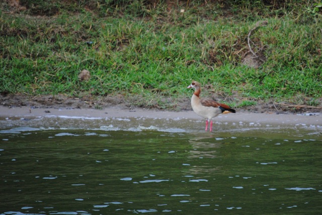 Egyptian Goose, Queen Elizabeth National Park, Uganda