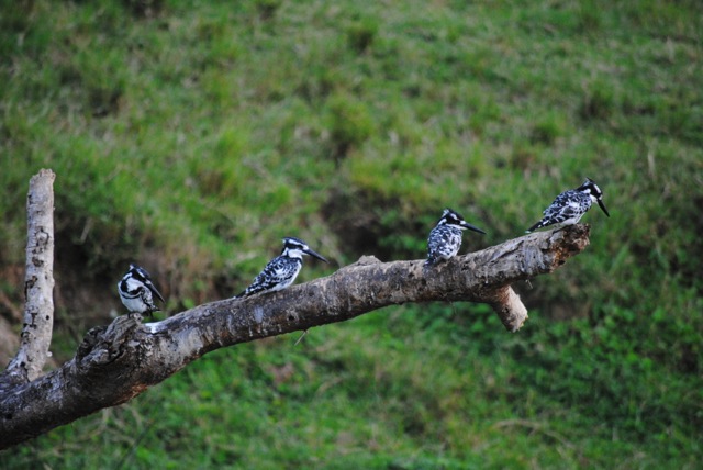 Kingfishers, Queen Elizabeth National Park, Uganda