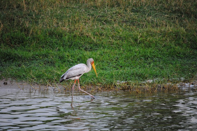 Yellow-Billed Stork, Queen Elizabeth National Park, Uganda