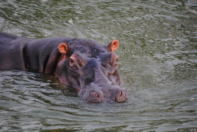 Hippo, Queen Elizabeth National Park, Uganda