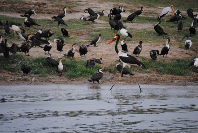 Saddle-Billed Stork, Queen Elizabeth National Park, Uganda