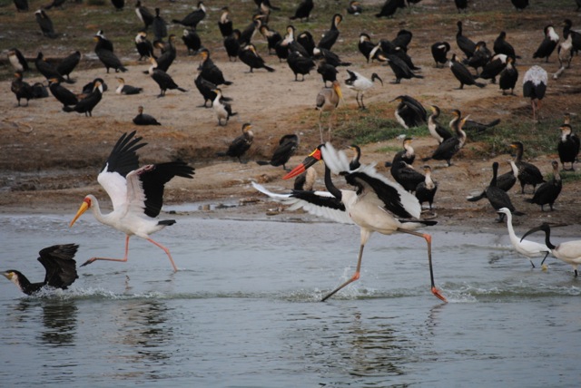 Yellow-Billed Stork, Saddle-Billed Stork, Queen Elizabeth National Park, Uganda